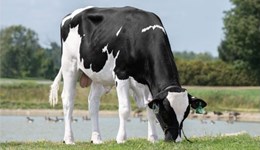 Autumn block-calving herds poised to choose their next generation